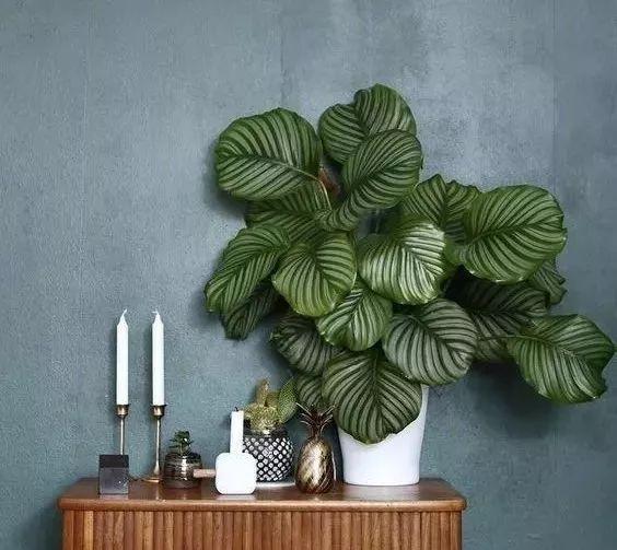 田園風(fēng)裝修設(shè)計(jì)：五款網(wǎng)紅綠植任你挑！