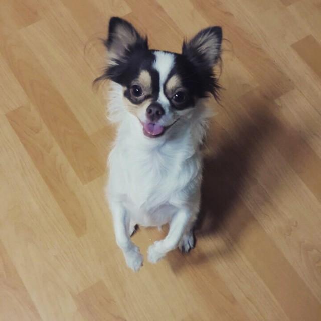 打造與寵物“毛孩子”的共同居所，讓家居設計更顯溫暖的陪伴